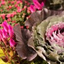 풍요의 계절 이미지