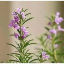 새솔유치원 | 광명안산당진 평생교육관 [코끼리는왜그랬을까?]독서원예 허브가랜드 수업 후기