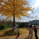 춤새마을 이미지