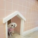 제니스펫 이미지