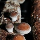 농선농장 이미지