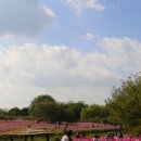 하늘공원 이미지