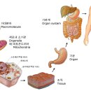 (주)에덴셀