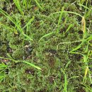 농업회사법인 바이오랩주식회사 | WILD_이끼 (moss)