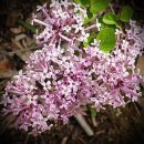 (유)정향 이미지