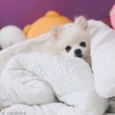 레오오토 이미지