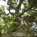 석성동헌 탱자나무 이미지