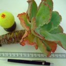 메르디안 이미지