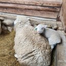 회천2동 무료경로식당 | 평창 대관령 양떼목장 겨울여행 가격·주차·식당 총정리