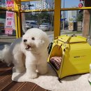 백현Se동물병원 | 용인 동백동 동물병원 백현Se동물병원 위치 오는길 후기