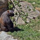 [飛상] 캘거리, 명소 - 캘거리 동물원 : 선사공원, 펭귄 플런지, 캐네디언 와일드