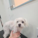 애견미용실 이미지