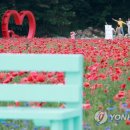 '붉은 양귀비의 유혹' 원주 용수골 꽃양귀비 축제 17일 개막 이미지