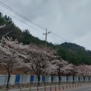 신명가낙지 네이버블로그