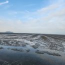 마시안어촌체험·휴양마을 | 마시안해변 해루질 후기(마시안어촌체험휴양마을,준비물,장단점,서울근교,인천서해,조개잡이,초보가능...