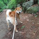 원미산산림욕장 네이버블로그