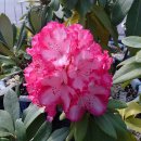 7월 20일의 꽃은 '만병초 (Short-fruit rosebay)' 이미지
