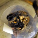 새은평동물의료센터 이미지