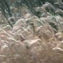 외동마님 이미지