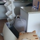 인천 서구 거주 청소 가능한 다인크린!