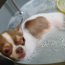 개꿀이발소 이미지