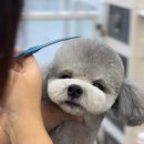 바비펫샵 이미지