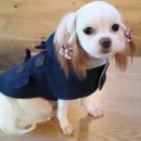 DOGZONE 네이버블로그