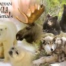 (주)야생 이미지