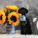 강이네펫샵 이미지