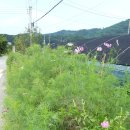 도그엔조이 이미지