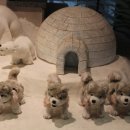 테지움사파리 이미지