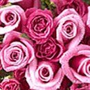 로즈데이 이미지