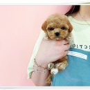 마마스미독 강아지분양 인천점 이미지