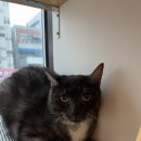 대복민박 이미지