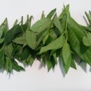 새순농장 네이버블로그