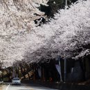 북한강강변길 | 서울 근교 벚꽃 드라이브 남양주 북한강 화음길로 가봅시다.!맛집도 함께!