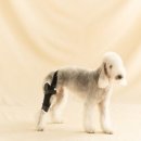 은해보조기 이미지