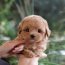 광주강아지분양 고양이분양 미유펫 본점 이미지