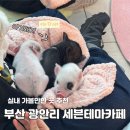 테마110 | 부산 광안리 실내동물원 세븐테마카페 대만족 후기::실내데이트, 아이랑 가볼만한 곳 추천