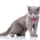 독한고양이 이미지