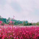 인생코다리 이미지