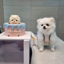 새콤달콩 이미지