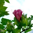 목화(1차) 이미지