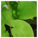 산약초 동의보감 이미지