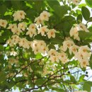 능동공원 이미지