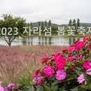 '자라섬 봄꽃축제' 2023년 5월 20일 막올라...'한국관광 100선' 포함 시너지 이미지