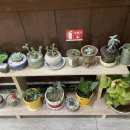 궁차이나 이미지