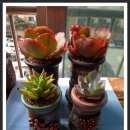 행복한마당 이미지