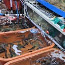 울진대게집일출 이미지