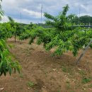 화산면614 이미지